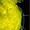 Flavobacterium psychrophilum-FITC