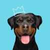 Petplan