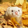 Ferret