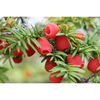 Yew berry
