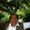 Vikram Seth