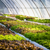 Verdegreens Farms