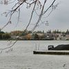 Scugog