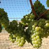 Chardonnay