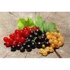Currant