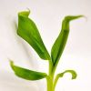 Nature Source Genetics
