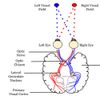 Neural pathway