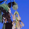 Acer negundo