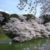Cherry blossom