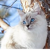 Neva Masquerade Cat