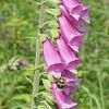 Digitalis