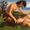 The Death of Procris