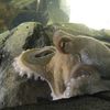 Paul the Octopus