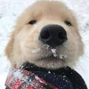 wiki wang profile picture