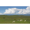 Dunhill Ranch
