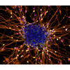 Invitro Cell Research, Llc