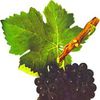 Syrah