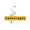 Calotropis Software Solutions