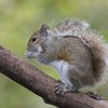 Eastern gray squirrel