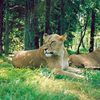 Givskud Zoo