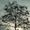 Crown (botany)