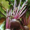 Beetroot