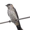 Swallow