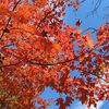 Acer leucoderme