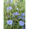 Chicory