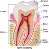 Gums